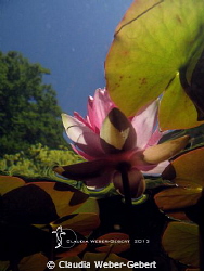 under the surface - freshwater waterlily by Claudia Weber-Gebert 